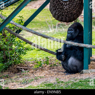Port Lympne, Kent, UK. 30. April 2015. Großen Silverback Gorilla sucht Schutz vor dem Mittag Sonnenschein am Port Lympne wild Animal Park in Kent. Bildnachweis: Darren Attersley/Alamy Live News Stockfoto