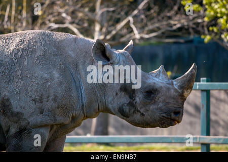 Port Lympne, Kent, UK. 30. April 2015. Vom Aussterben bedrohte Spitzmaulnashorn deckt ihn selbst mit Schlamm zu handeln als eine Sonnencreme in der warmen Frühlingssonne im Port Lympne wild Animal Park in Kent. Bildnachweis: Darren Attersley/Alamy Live News Stockfoto