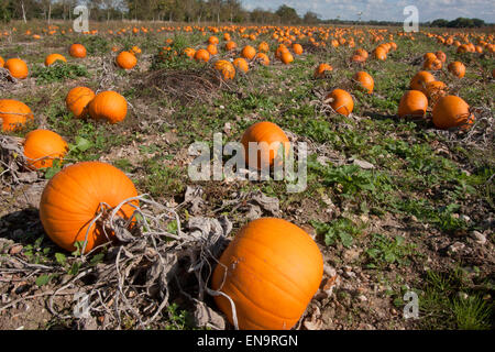 Kürbisse (Cucurbita Pepo) wächst in Hampshire, England Stockfoto