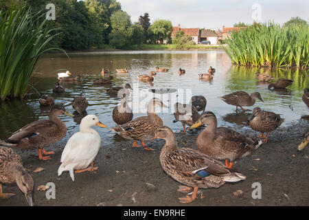 Federwild am Teich, Stanhoe, Norfolk, East Anglia, England Stockfoto