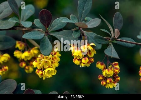 Japanische Berberitze, Berberis Thunbergii Atropurpurea, Zweig mit Blüten Stockfoto