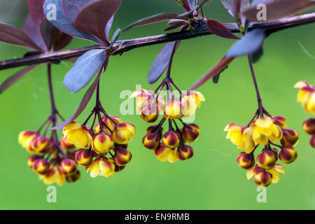 Berberis Thunbergii Atropurpurea Stockfoto