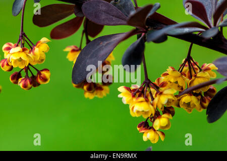 Japanische Berberis, Berberis Atropurpurea, Zweig mit Blumen Stockfoto