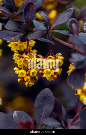 Japanische Berberitze, Berberis Thunbergii Atropurpurea, Zweig mit Blüten Stockfoto