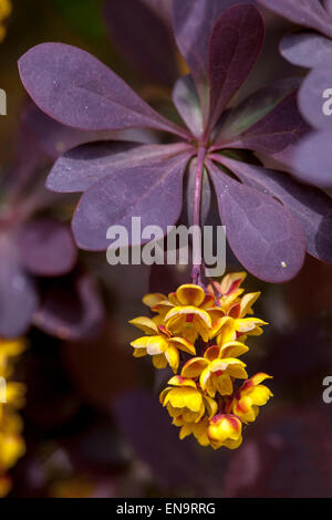 Japanische Berberitze, Berberis Thunbergii Atropurpurea, Zweig mit Blüten Stockfoto