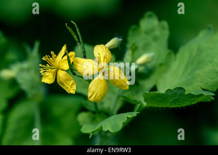Schöllkraut, Chelidonium Majus in Blüte tetterwort Stockfoto