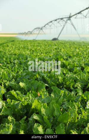 Landwirtschaftliche Bewässerung Sprinkler ein Feld von Zuckerrüben in den fruchtbaren Feldern von Idaho. Stockfoto