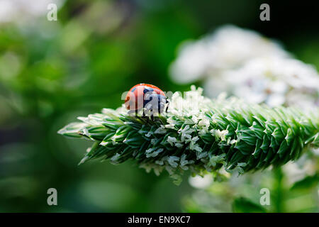 Marienkäfer Tier Blume sitzen Stockfoto