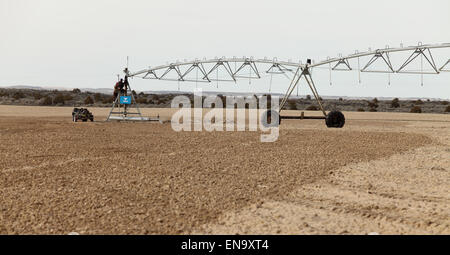 Ein landwirtschaftliches Sprinkler-System in ein einem Weizenfeld, inspizierten die neue Vegetationsperiode Stockfoto