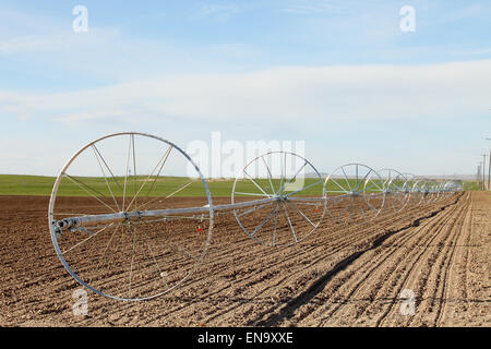 Ein Rad Linie Bewässerungssystem bewässert ein Weizenfeld. Stockfoto
