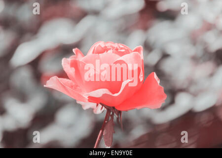 Schöne rosa Rose auf grauem Hintergrund am sonnigen Tag Stockfoto