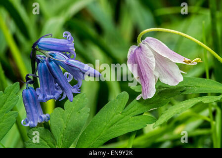 Bluebell (Endymion Nonscriptus) und Buschwindröschen (Anemone Nemorosa) in Blüte Stockfoto