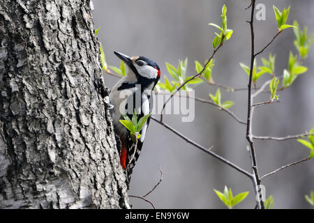 Männlicher Buntspecht im Frühlingswald Stockfoto