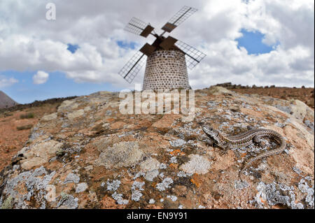 Insel Fuerteventura, La Oliva, atlantische Eidechse und Windmühle Stockfoto