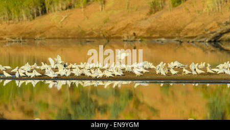 Little Corellas (Cacatua Pastinator), Fitzroy Crossing, Western Australia Stockfoto