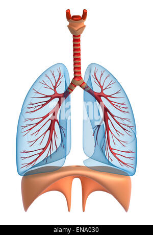 Lungen - Lungensystems. Isoliert auf weiss Stockfoto