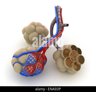 Alveolen in der Lunge - Blut mit Sauerstoff zu sättigen. Isoliert auf weiss Stockfoto