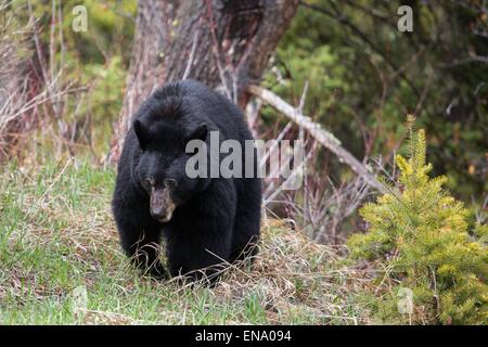 Ein schwarzer Bär auf dem Weg auf dem Plateau Blacktail Hirsch im Yellowstone National Park 27. April 2015 in Yellowstone in Wyoming. Stockfoto