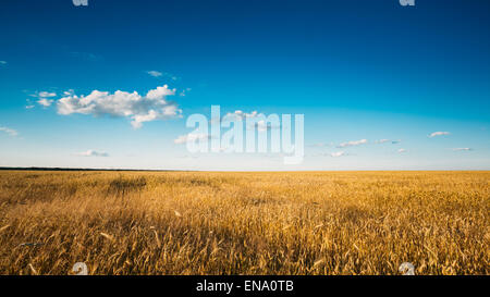 Gelben Ohren Weizenfeld auf sonnigen blauen Himmelshintergrund. Reiche Ernte Weizenfeld, frische Ernte des Weizens. Stockfoto