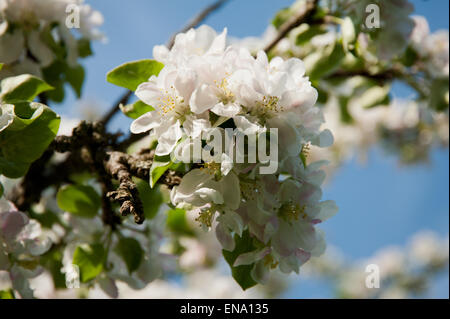 Detail eines Apfelbaums in Blüte, Salzkammergut, Österreich, Stockfoto