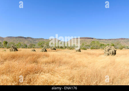 Termite Mounds, Mornington Wildniscamp, Kimberley, Western Australia, Australia Stockfoto