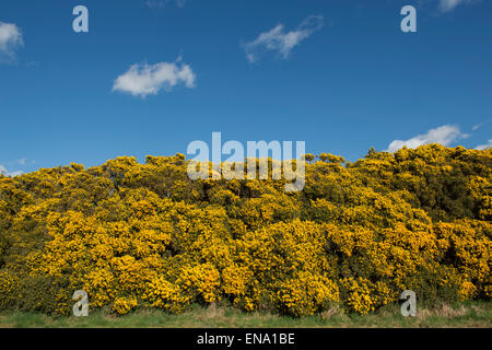 Ulex Europaeus. Blühender Ginster in der schottischen Landschaft vor einem blauen Himmel. Schottland Stockfoto