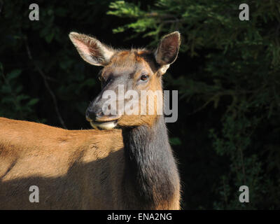 Elche oder Wapiti (Cervus Canadensis) Kuh, Teil der Roosevelt Elk Herde im Prairie Creek Redwood State Park an der Nordküste von Stockfoto