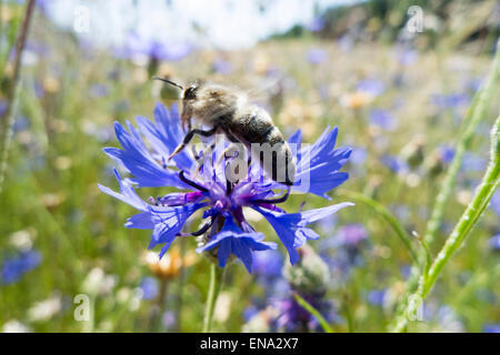 Kornblume Mit Biene, Odenwald, Hessen, Deutschland | Kornblume mit Biene, Odenwald, Hessen, Deutschland Stockfoto