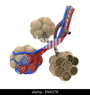 Alveolen in der Lunge - Blut mit Sauerstoff zu sättigen. isoliert Stockfoto