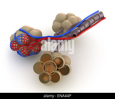 Alveolen in der Lunge - Blut Sättigung durch Sauerstoff, isoliert Stockfoto