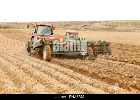 Bauern und Feldarbeiter nutzen Wind Rudern Maschinen im Feld berühmte Idaho Kartoffeln ernten. Stockfoto