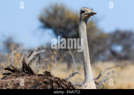 Vogel Strauß den Kopf hautnah. Neugierig und majestätische Vogel Namibia, Afrika zu suchen. Stockfoto