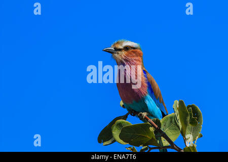 Lilac-breasted Roller im Baum auf Ast. Nationalvogel von Botswana und Kenia. Stockfoto