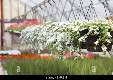 Petunien Blumen angebaut und gepflegt in einem Gewächshaus. Stockfoto