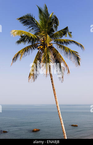 Eine Palme in Vagator Beach, Goa. Stockfoto