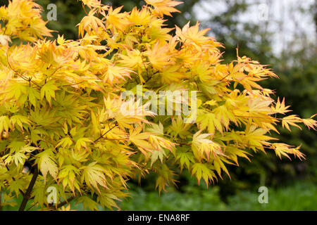 Frühling Laub der japanische Ahorn, Acer Palmatum 'Orange Dream' Stockfoto