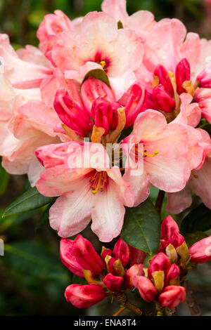 Frühlingsblumen von Rhododendron 'Seaview Sunset' Stockfoto