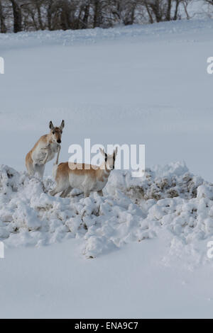 Eine große Herde von Pronghorn Antilope, Antilocapra Americana, im tiefen Neuschnee in der Nähe von Elk Mountain, Wyoming Stockfoto