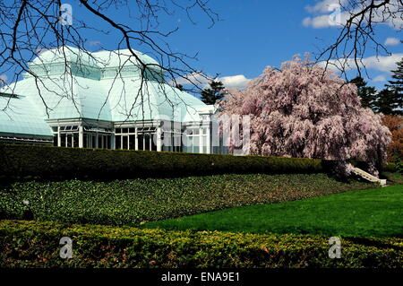 Bronx, New York: The Enid Haupt Wintergarten mit einem blühenden Kirschbaum im New York Botanical Garden Stockfoto