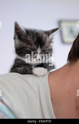 Süße Kätzchen im Alter von nur sieben Wochen. Stockfoto