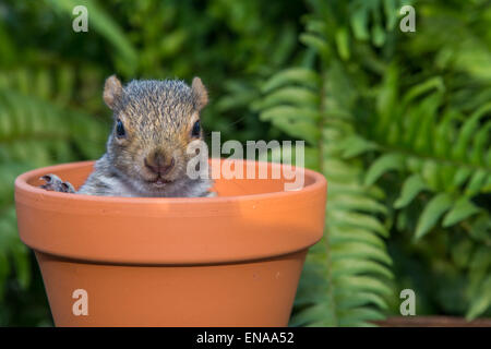 Baby graue Eichhörnchen Stockfoto