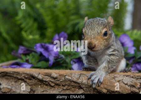 Baby graue Eichhörnchen Stockfoto