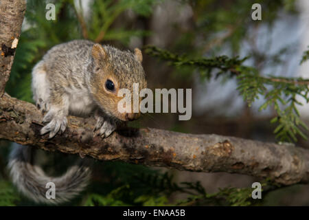 Baby graue Eichhörnchen Stockfoto