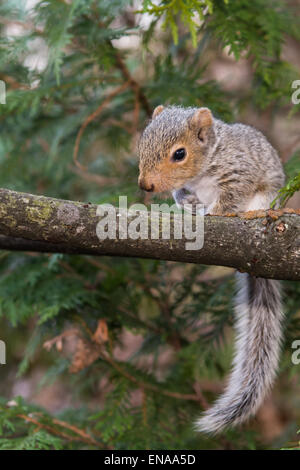 Baby graue Eichhörnchen Stockfoto