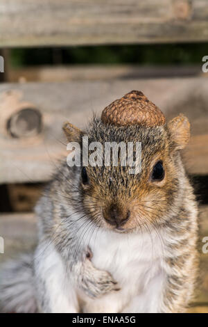 Baby graue Eichhörnchen Stockfoto