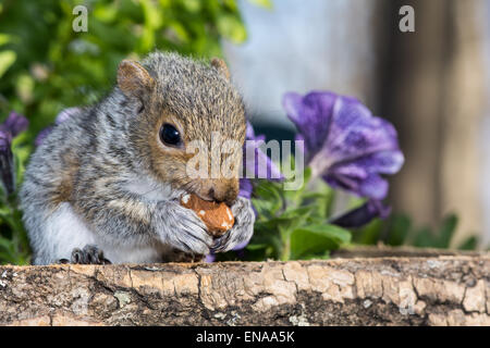 Baby graue Eichhörnchen Stockfoto