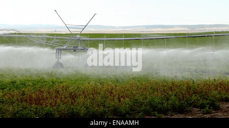 Ein morgendlichen Blick auf Kartoffelacker mit einer Sprinkleranlage Mitte Drehpunkt bewässert. Stockfoto