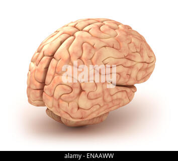 Menschliche Gehirn 3D-Modell, isoliert Stockfoto