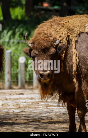große und mächtige Bison, Amerika Stockfoto