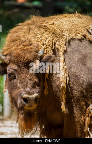 große und mächtige Bison, Amerika Stockfoto